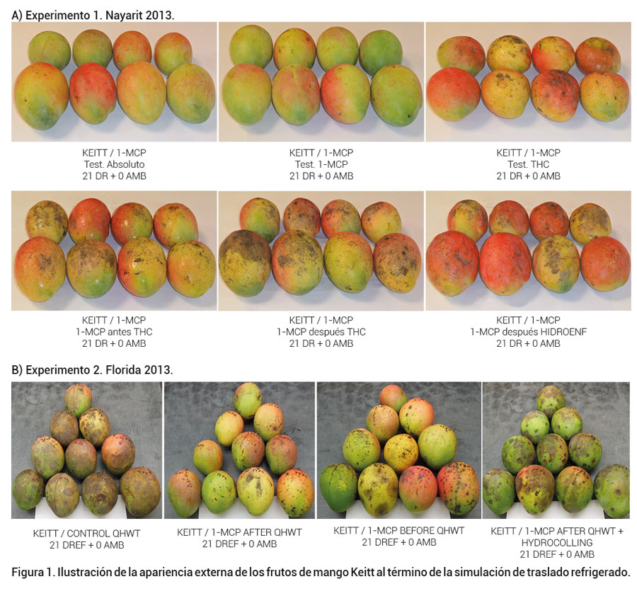 Figura 1. Ilustración de la apariencia externa de los frutos de mango Keitt al término de la simulación de traslado refrigerado.