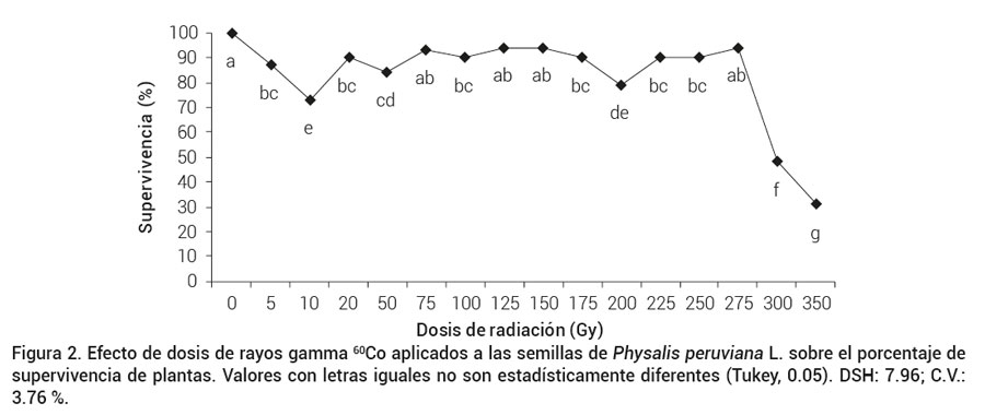 Figura 2. Efecto de dosis de rayos gamma 60Co aplicados a las semillas de Physalis peruviana L. sobre el porcentaje de supervivencia de plantas. Valores con letras iguales no son estadísticamente diferentes (Tukey, 0.05). DSH: 7.96; C.V.:3.76 %.