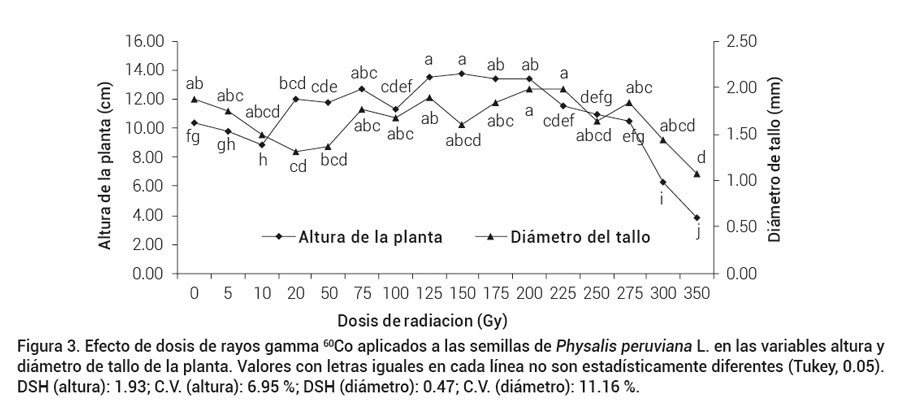 Figura 3. Efecto de dosis de rayos gamma 60Co aplicados a las semillas de Physalis peruviana L. en las variables altura y diámetro de tallo de la planta. Valores con letras iguales en cada línea no son estadísticamente diferentes (Tukey, 0.05).DSH (altura): 1.93; C.V. (altura): 6.95 %; DSH (diámetro): 0.47; C.V. (diámetro): 11.16 %.