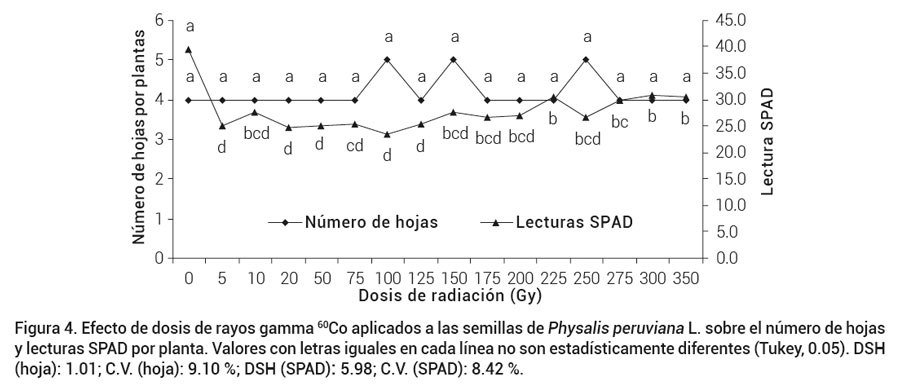 Figura 4. Efecto de dosis de rayos gamma 60Co aplicados a las semillas de Physalis peruviana L. sobre el número de hojas y lecturas SPAD por planta. Valores con letras iguales en cada línea no son estadísticamente diferentes (Tukey, 0.05). DSH(hoja): 1.01; C.V. (hoja): 9.10 %; DSH (SPAD): 5.98; C.V. (SPAD): 8.42 %.