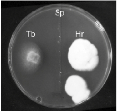  Effect on mycelial radial growth of the coinoculationof Tuber borchii (Tb) and Hebelona radicosum (Hs) with Staphylococcus pasturii (Sp). The bacteriumstrongly inhibits only the mycelial growth of T. borchii.