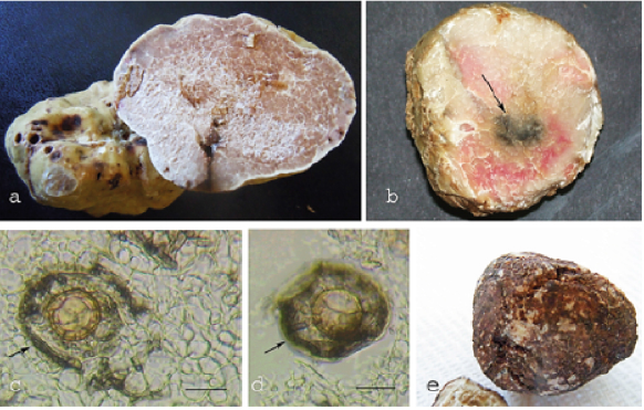 Tuber magnatum ascomata: a) healthy, b) affected by a bacterial and a central fungal infection (the arrowindicates the fungal infection), c and d) microscopic observations of the fungal infection of fig. 2b. The arrows indicate the hyphae of the invasive fungus (bars = 20μm), e) affected by a mycovirus showing an anomalous brown peridium.