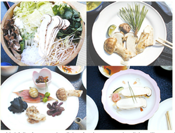 Matsutake-zukushi (“full-of-matsutake dishes”). The matsutake dishes illustrated here were served in atraditional Japanese hotel which is in the pine forests of Gifu Prefecture where they were harvested.