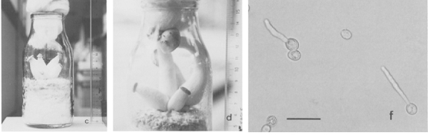 In vitro fruiting of L. shimeji without a host. These cultivated mushrooms of L. shimeji produced basidiospores (right) that show germination tubes. The images are reproduced from Ohta (1994b).