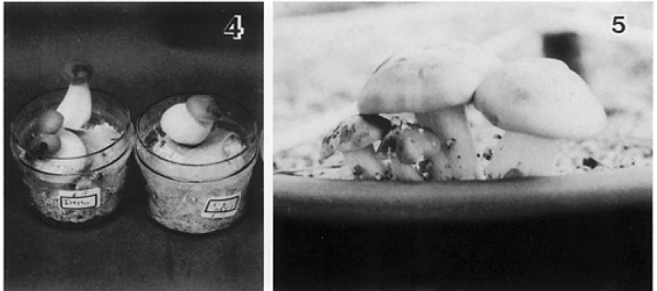 Fruiting of L. shimeji with pine host under greenhouse condition. Left photograph: saprotrophic fruiting. Right photograph: symbiotic fruiting with pine host in the clay pot (Kawai, 1997).