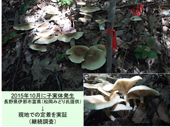 Fruiting of L. shimeji after field inoculation and establishment of a mycorrhizal association with forest oak trees.This soil inoculation technique was applied by local foresters in Nagano Prefecture, Japan.