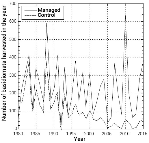 Harvest of T. matsuake at the Toyooka Experimental Forest site in Nagano Prefecture. The solid line indicates matsutake harvest levels sampled in theforest plots (about 0.5 ha) located in forests managed for enhanced matsutake production by removing shrubs and reducing the litter layer every few years. The dotted line shows harvest levels from neighboring plots that were not managed. The graph was created from the original data of Furukawa et al. (2016).