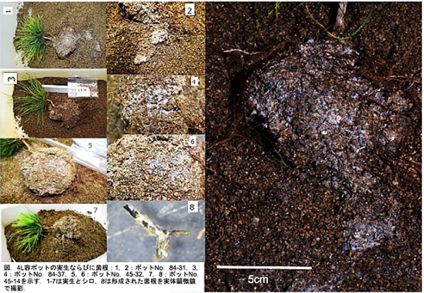 In vitroT. matsutake shiros formed on host pine seedlings in four liters of potting soil. This shows the largest T. matsutake – P. densiflora “shiros” (a dense mass of ectomycorrhizae and extramatrical mycelia) that have been produced under laboratory and greenhouse conditions.
