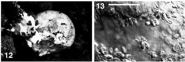 Fruiting of R. roseolus on the open pot soil under laboratory condition. Photographs were reproduced from Yamada et al. (2001).