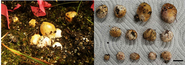 Fruiting of R. roseolus under field condition. Photographs were reproduced from Shimomura (2013).