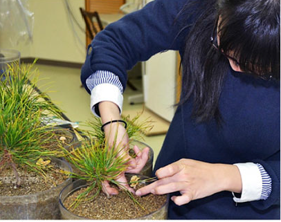 Japanese C. cibarius fruiting in pot culture with pine hosts under laboratory conditions. Shown here three (4 L) pots where C. cibarius fruited from inoculated pine seedlings.