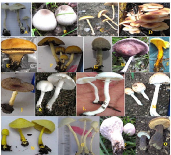 Pictures of some wild edible mushrooms in Ethiopian forests: (A) Agaricus campestroides, (B) Agaricus subedulis,
(C) Agrocybe pediades, (D) Armillaria heimii, (E) Calvatia rubroflava, (F) Coprinellus domesticus, (G) Coprinopsis nivea,
(H) Coprinus pseudoplicatilis, (I) Hygrophoropsis aurantiaca, (J) Hymenagaricus fuscobrunneus, (K) Leucoagaricus
holosericeus, (L) Leucoagaricus leucothites, (M) Leucoagaricus rubrotinctus, (N) Leucocoprinus birnbaumii, (O)
Leucocoprinus cepistipes, (P) Lycoperdon perlatum and (Q) Tylopilus niger (Photos by Tatek, 2015).
