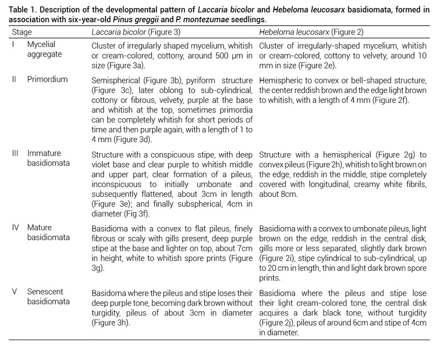 Table 1. Description of the developmental pattern of Laccaria bicolor and Hebeloma leucosarx basidiomata, formed inassociation with six-year-old Pinus greggii and P. montezumae seedlings.