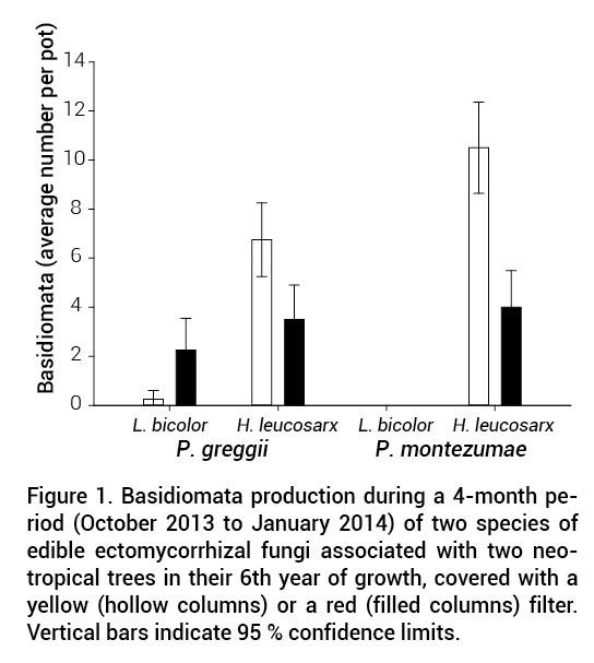 Figure 1. Basidiomata production during a 4-month period (October 2013 to January 2014) of two species of edible ectomycorrhizal fungi associated with two neotropical trees in their 6th year of growth, covered with a yellow (hollow columns) or a red (filled columns) filter. Vertical bars indicate 95 % confidence limits.