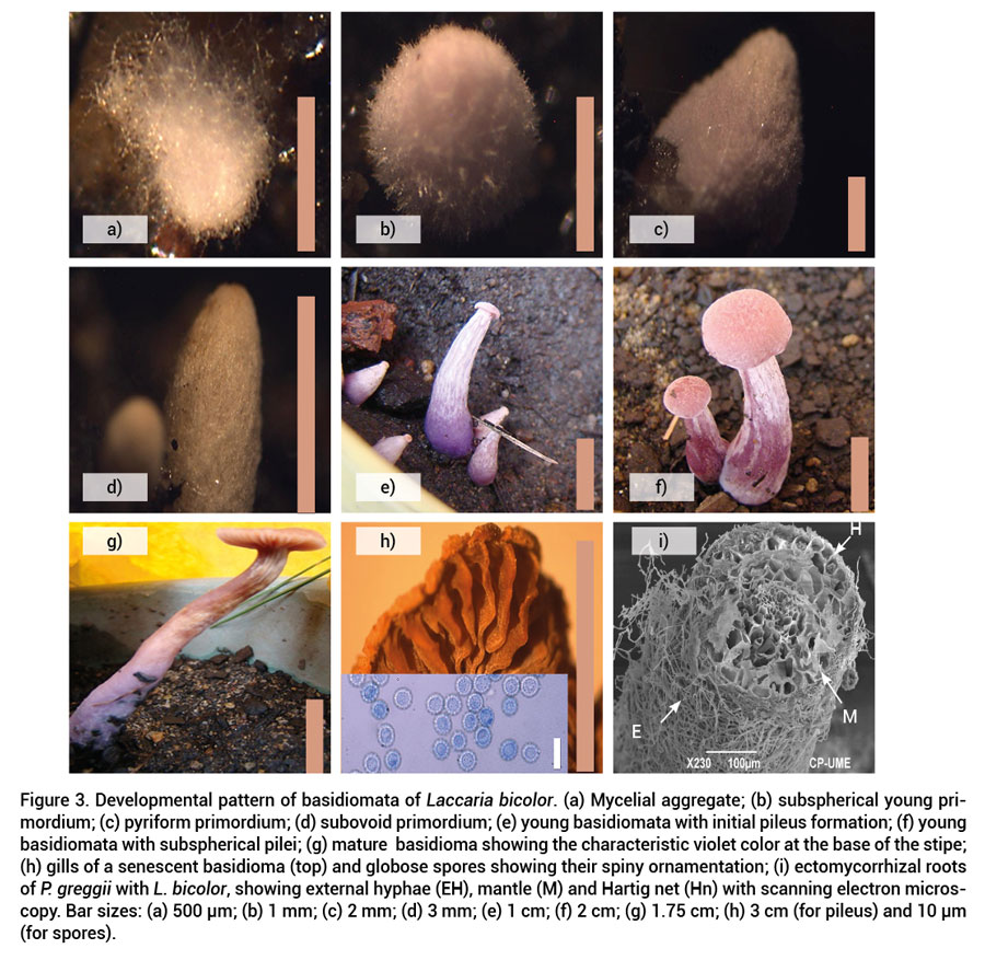 Figure 3. Developmental pattern of basidiomata of Laccaria bicolor. (a) Mycelial aggregate; (b) subspherical young primordium; (c) pyriform primordium; (d) subovoid primordium; (e) young basidiomata with initial pileus formation; (f) young basidiomata with subspherical pilei; (g) mature basidioma showing the characteristic violet color at the base of the stipe; (h) gills of a senescent basidioma (top) and globose spores showing their spiny ornamentation; (i) ectomycorrhizal rootsof P. greggii with L. bicolor, showing external hyphae (EH), mantle (M) and Hartig net (Hn) with scanning electron microscopy. Bar sizes: (a) 500 μm; (b) 1 mm; (c) 2 mm; (d) 3 mm; (e) 1 cm; (f) 2 cm; (g) 1.75 cm; (h) 3 cm (for pileus) and 10 μm(for spores).