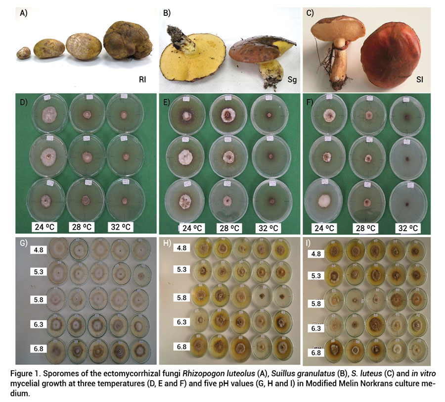 Figure 1. Sporomes of the ectomycorrhizal fungi Rhizopogon luteolus (A), Suillus granulatus (B), S. luteus (C) and in vitromycelial growth at three temperatures (D, E and F) and five pH values (G, H and I) in Modified Melin Norkrans culture medium.
