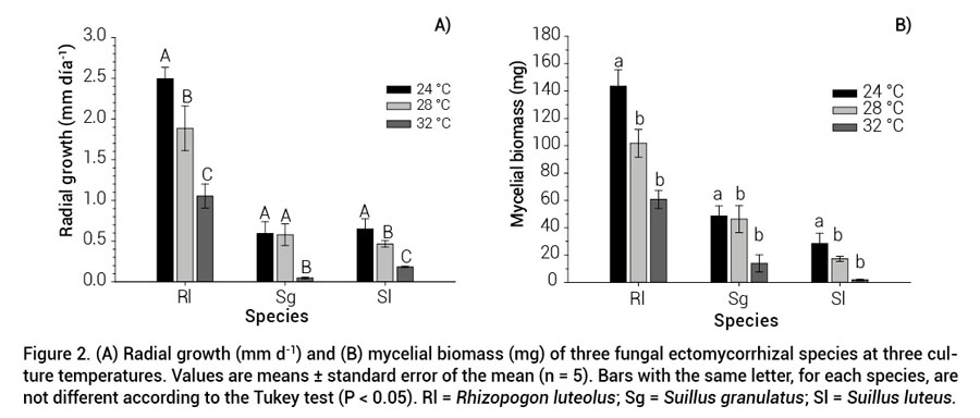 Figure 2. (A) Radial growth (mm d-1) and (B) mycelial biomass (mg) of three fungal ectomycorrhizal species at three culturetemperatures. Values are means ± standard error of the mean (n = 5). Bars with the same letter, for each species, arenot different according to the Tukey test (P < 0.05). Rl = Rhizopogon luteolus; Sg = Suillus granulatus; Sl = Suillusluteus.