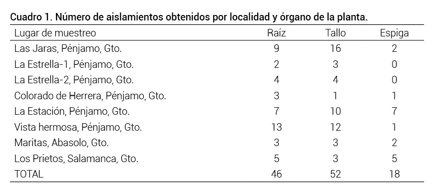 Cuadro 1. N&uacute;mero de aislamientos obtenidos por localidad y &oacute;rgano de la planta.