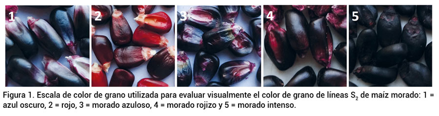 Figura 1. Escala de color de grano utilizada para evaluar visualmente el color de grano de líneas S2 de maíz morado: 1 =azul oscuro, 2 = rojo, 3 = morado azuloso, 4 = morado rojizo y 5 = morado intenso.