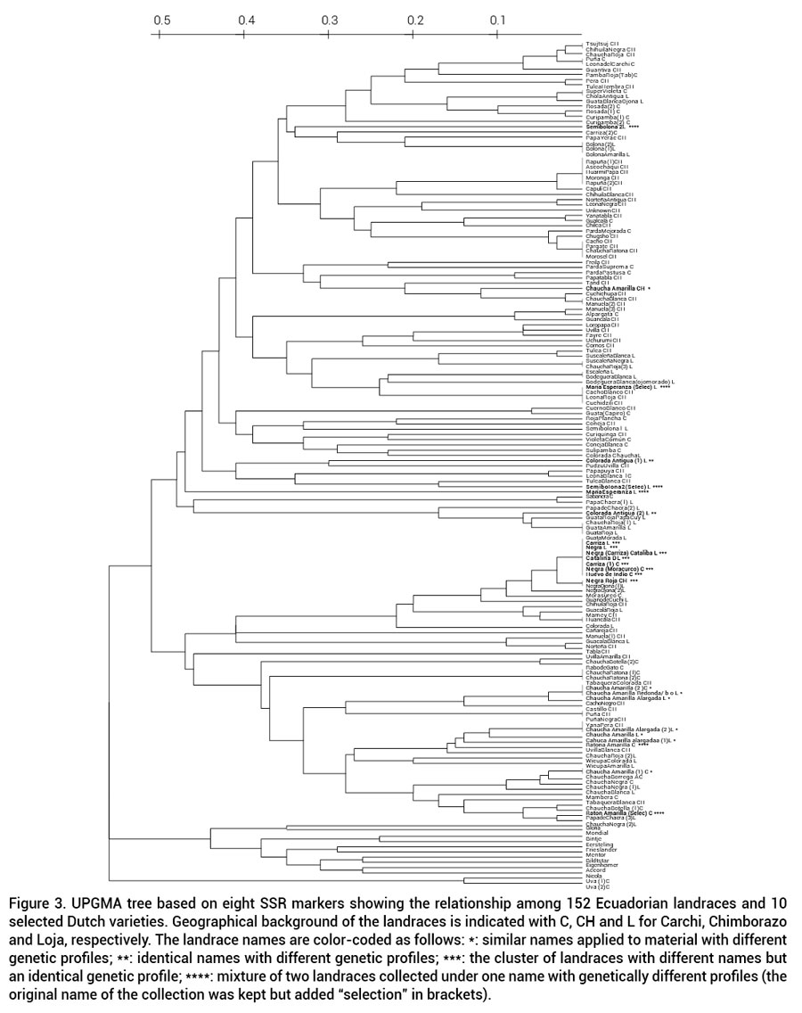 Figure 3. UPGMA tree based on eight SSR markers showing the relationship among 152 Ecuadorian landraces and 10 selected Dutch varieties. Geographical background of the landraces is indicated with C, CH and L for Carchi, Chimborazo and Loja, respectively. The landrace names are color-coded as follows: *: similar names applied to material with different genetic profiles; **: identical names with different genetic profiles; ***: the cluster of landraces with different names butan identical genetic profile; ****: mixture of two landraces collected under one name with genetically different profiles (theoriginal name of the collection was kept but added &ldquo;selection&rdquo; in brackets).