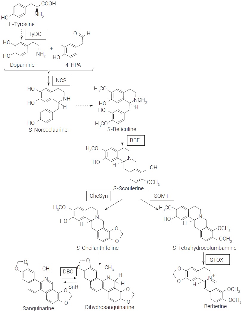 A condensed view of the biosynthetic pathway of benzylisoquinoline alkaloids. 4-HPA: 4-hydroxyphenylacetaldehyde; TyDC: tyrosine decarboxylase; NCS: norcoclaurine synthase; BBE: berberine bridge enzyme; SOMT: S-scoulerine
O-methyltransferase; STOX: tetrahydroprotoberberine oxidase; CheSyn:
cheilanthifoline synthase; DBO: dihydrobenzo-phenanthridine oxidase; SnR: sanguinarine reductase. Boxed enzymes correspond to those analyzed in this study, dashed arrows show multiple reactions