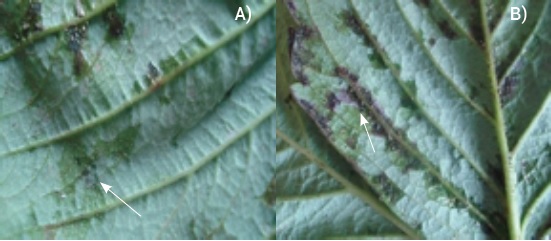 S&iacute;ntomas foliares en genotipos de fresa. A) Manchas
angulares acuosas en el &aacute;rea adaxial de las hojas, B) Manchas necr&oacute;ticas en
nervaduras primarias y secundarias. 



 