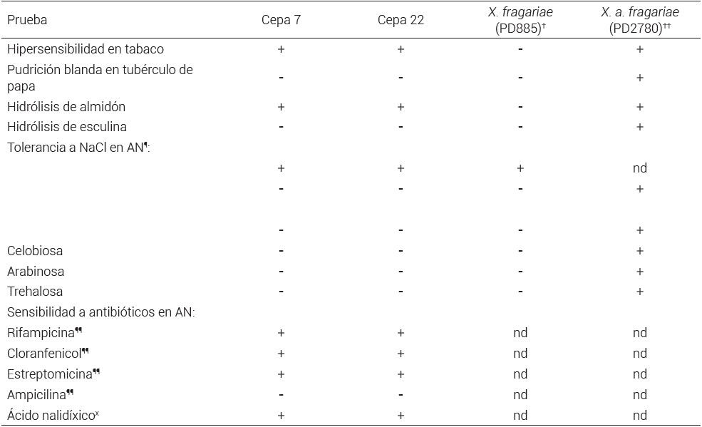Caracterizaci&oacute;n
fisiol&oacute;gica y bioqu&iacute;mica de las cepas 7 y 22 aisladas de fresa.