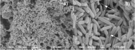 Morfolog&iacute;a de las c&eacute;lulas de la cepa X.
fragariae-22. A) C&eacute;lulas bacilares en una colonia, B) C&eacute;lulas bacilares
con hebras algodonosas (flechas).
