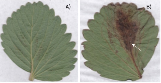S&iacute;ntomas en hojas de fresa var. Jacona. A) Testigo, B)
Lesiones angulares y necrosis de tejido adyacente a la nervadura central.
