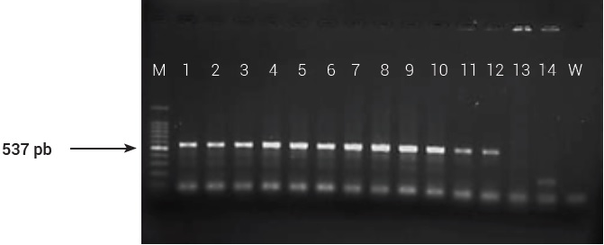 Amplificaci&oacute;n del gen hrp de 12 cepas aisladas
de diferentes genotipos de fresa. M: marcador molecular 100 pb; 1 a 12: 3 (Frag26.S), 6 (Frag26.S), 7 (Frag32.D), 8 (Frag35.O), 14 (Frag38.B), 22 (Frag26.S), 19 (Frag35.O), 21 (Frag32.D),
24 (Frag29.M), 27 (Frag35.O), 28 (Frag35.O), 29 (Frag26.S), 13 (X.
vesicatoria), 14 (X. phaseoli), W (agua). 



 