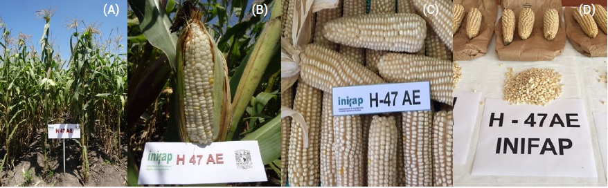 Plantas (A), elote (B) y mazorcas (C y D) del h&iacute;brido de ma&iacute;z H-47 AE. 

 