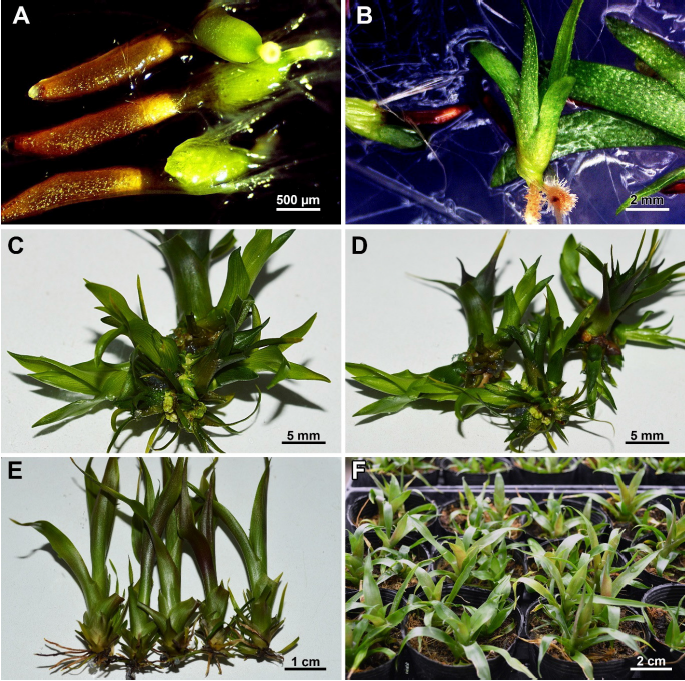 Germinación in vitro de V. heliconioides y
regeneración vía organogénesis. A) Inicio de germinación en medio MS a la mitad
de concentración de sales después de una semana de cultivo; B) Plántula con
hojas después de ocho semanas de cultivo; C) Inducción de brotes; D)
Multiplicación de brotes en medio MS adicionado con 10 µM de BAP y 1 µM de ANA
después de 12 semanas de cultivo; E) Alargamiento y enraizamiento de plantas en
medio MS a la mitad de sales adicionado con 1 µM de AG3 a las 12 semanas de
cultivo; F) Aclimatación de plantas en fibra de coco después de 10 semanas.