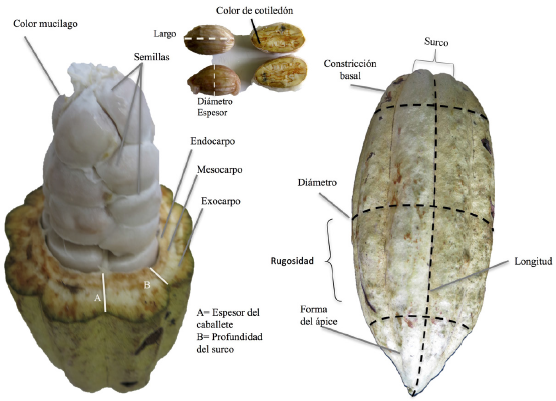 Esquema de fruto y semilla de cacao donde se indica
la ubicaci&oacute;n de los descriptores morfol&oacute;gicos.