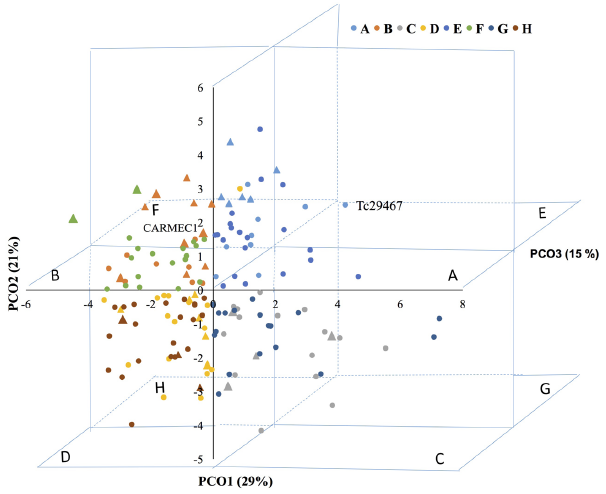 Dispersi&oacute;n de las colectas de cacao con base en las
tres primeras coordenadas principales derivadas de caracter&iacute;sticas morfol&oacute;gicas
del fruto y semillas en las plantaciones (&bull;) y material de referencia, h&iacute;bridos
y criollos (∆) en bancos de germoplasma del estado de Tabasco. PCO1 (asociada
con mayor peso del fruto, espesor del caballete, peso de una semilla y
proporci&oacute;n del mesocarpo), PCO2 (asociada con mayor
n&uacute;mero y peso de semillas por fruto, color del muc&iacute;lago y menor proporci&oacute;n del mesocarpo), PCO3 (asociada con mayor profundidad del surco,
color de muc&iacute;lago y menor largo de fruto y espesor de semilla). ABCDEFGH son
las combinaciones de las variables asociadas a las coordenadas por individuo.