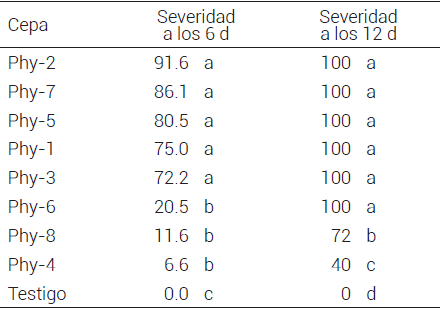 Patogenicidad de P. capsici en plantas de chile cv. Anaheim,
como porcentaje de severidad de acuerdo con la escala de daño de Bosland y
Lindsey (1991).