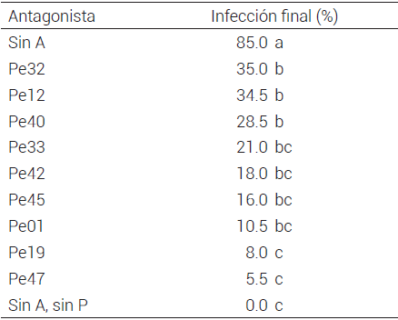 Severidad
final de la enfermedad en la confrontación in vivo entre cepas selectas de
Penicillium spp. y el aislamiento Phy-2 de P. capsici.