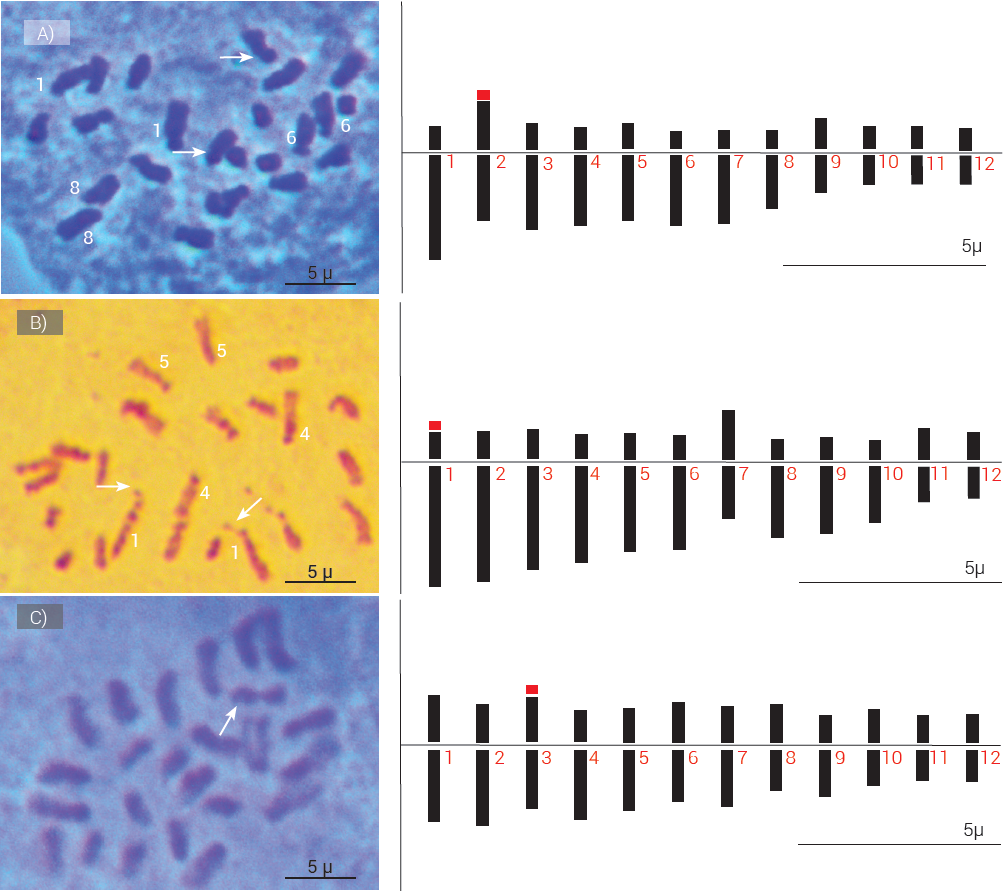  Cromosomas en prometafase y su respectivo ideograma A) H. uxpanapensis, B) H. latispatha y C) H. stricta.
Las flechas se&ntilde;alan cromosomas con sat&eacute;lites. Los n&uacute;meros dentro de la imagen indican cromosomas subteloc&eacute;ntricos.