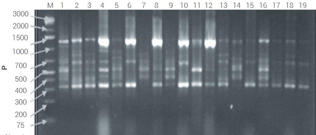 Perfiles de ISSR detectados con el iniciador (AC)8YG en 19 poblaciones de chile habanero (Capsicum chinense Jacq.) en gel de
agarosa al 2 %. El carril M corresponde a la escalera molecular.