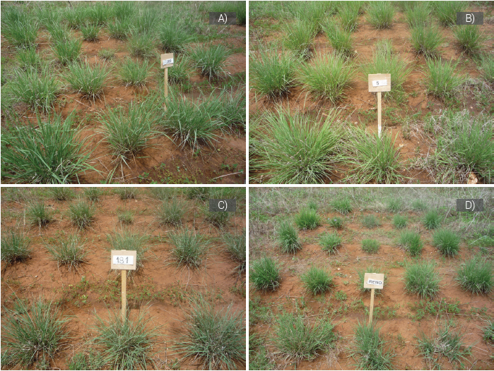 Establishment index of individuals of Bouteloua curtipendula. A)
Excellent, B) Very good, C) Good and D) Regular.