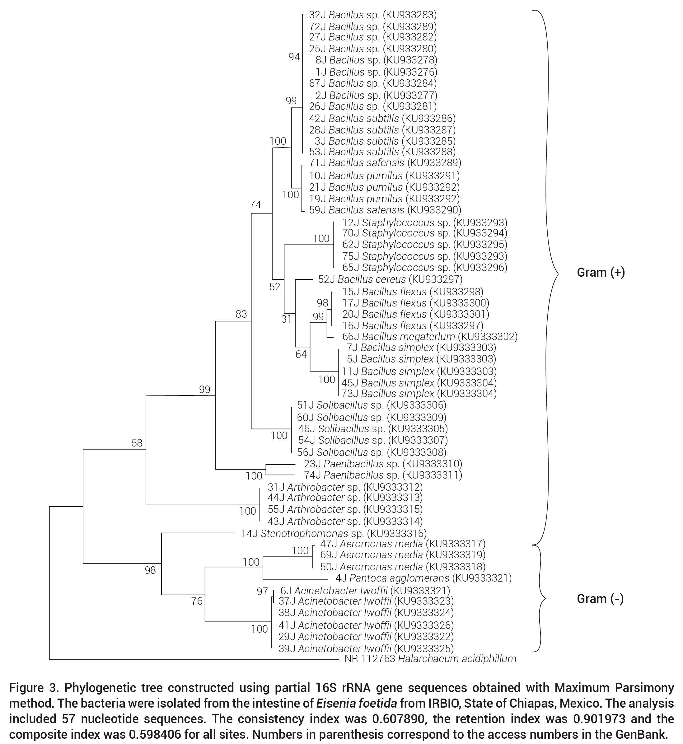 Phylogenetic tree constructed using partial 16S rRNA gene sequences obtained with Maximum Parsimonymethod. The bacteria were isolated from the intestine of Eisenia foetida from IRBIO, State of Chiapas, Mexico. The analysis included 57 nucleotide sequences. The consistency index was 0.607890, the retention index was 0.901973 and the composite index was 0.598406 for all sites. Numbers in parenthesis correspond to the access numbers in the GenBank.