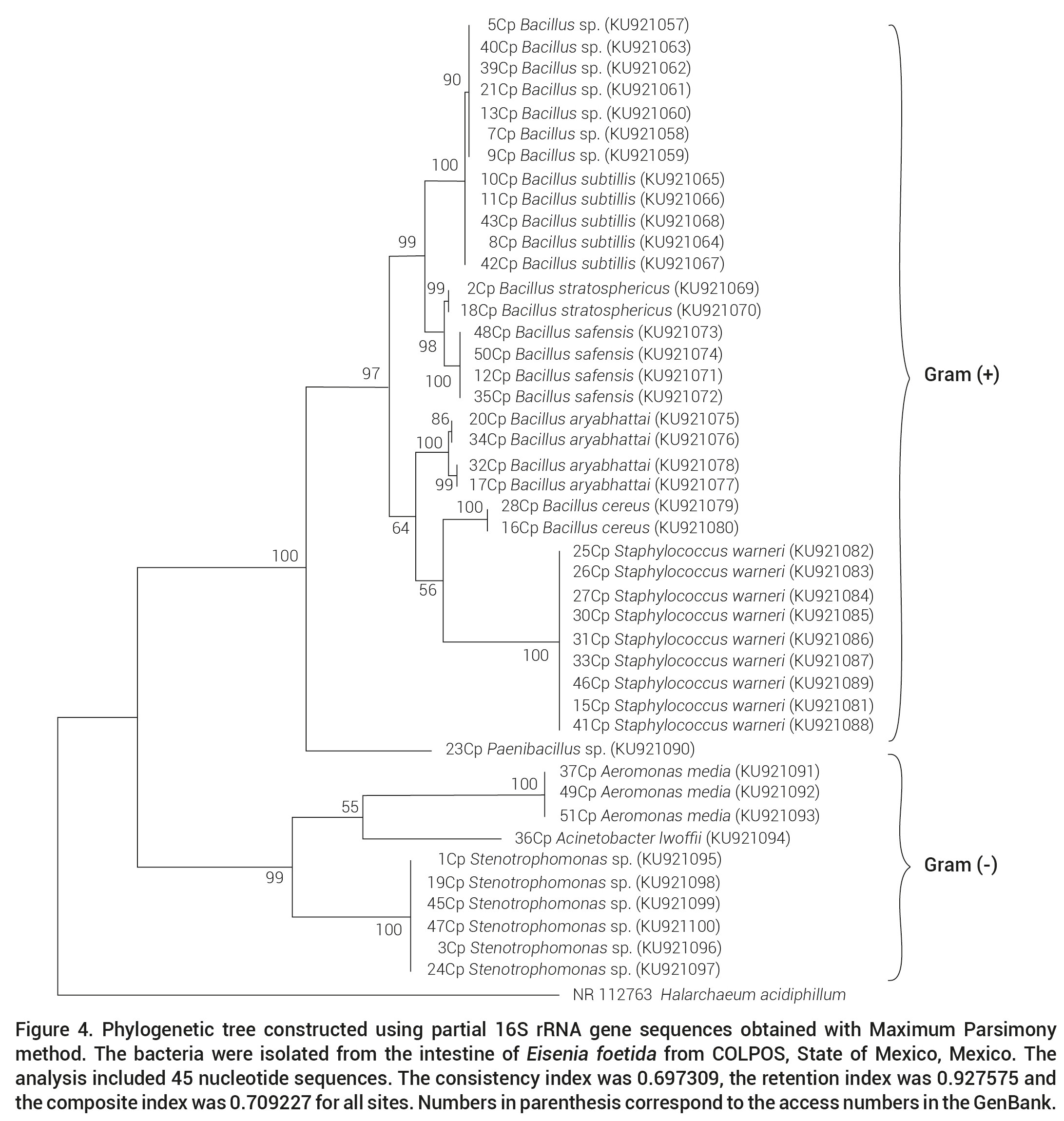 Phylogenetic tree constructed using partial 16S rRNA gene sequences obtained with Maximum Parsimonymethod. The bacteria were isolated from the intestine of Eisenia foetida from COLPOS, State of Mexico, Mexico. The analysis included 45 nucleotide sequences. The consistency index was 0.697309, the retention index was 0.927575 and the composite index was 0.709227 for all sites. Numbers in parenthesis correspond to the access numbers in the GenBank.