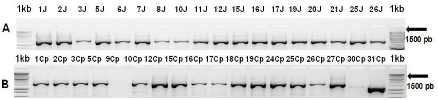 Amplification products of the 16S rRNA
gene of bacteria isolated from the intestinal content of Eisenia foetida, using primers 8F and 1492R. J and Cp refer to the bacterial DNA of worms from A) Instituto de Reconversi&oacute;n Productiva y Bioenerg&eacute;tica and B) Colegio de Postgraduados. Lines 1kb correspond to the molecular weight markers.