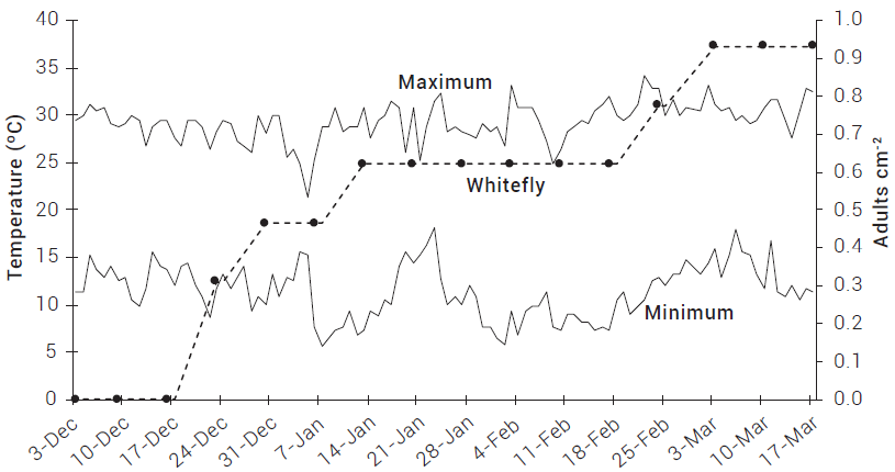 Maximum and minimum temperatures recorded during
harvest season and SLW population densities (black circles) in tomato
experimental plots. Cualiacan, Sinaloa, Mexico, 2011-2012.