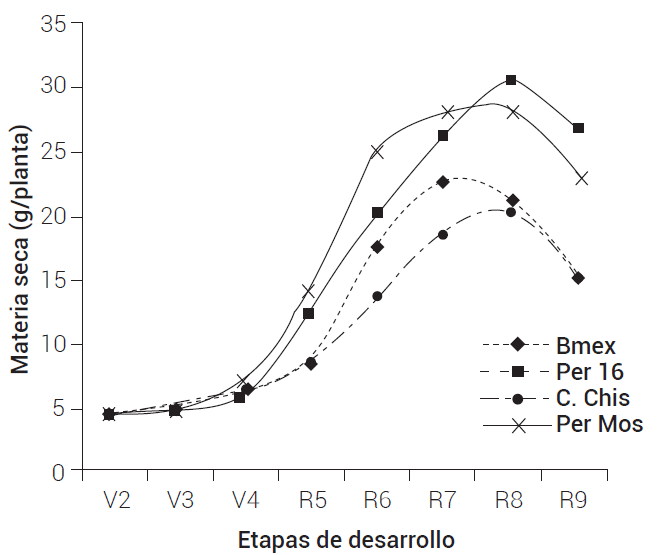 Acumulación de materia seca (g/planta) en ocho etapas de desarrollo, en cultivares de frijol común de hábitode crecimiento determinado. Bmex: Bayomex, Per 16: Peruano 16, C. Chis: Canario Chiapas, Per Mos: Peruano Mostaza.