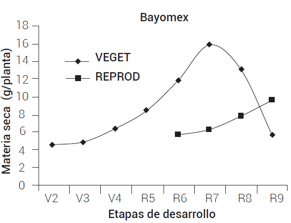 Acumulación de materia seca en órganos vegetativos y reproductivos del
cultivar Bayomex. VEGET, órganos vegetativos; REPROD, órganos reproductivos.