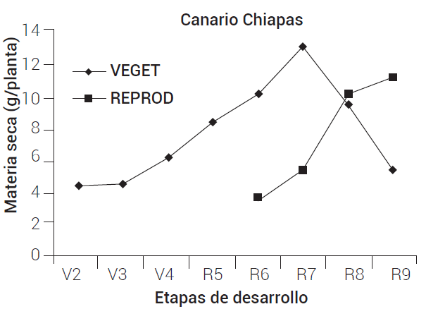 Acumulación de materia seca en
órganos vegetativos y reproductivos del cultivar Canario Chiapas. VEGET,
órganos vegetativos; REPROD, órganos reproductivos.