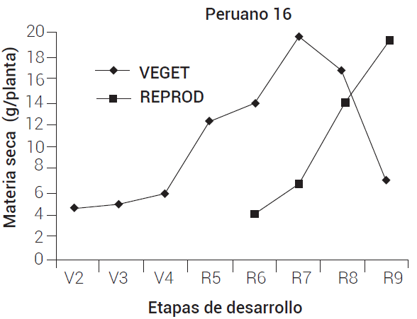 Acumulación de materia seca en órganos
vegetativos y reproductivos del cultivar Peruano 16. VEGET, órganos vegetativos; REPROD, órganos
reproductivos.