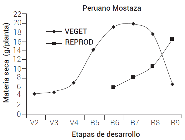 Acumulación de materia seca en órganos
vegetativos y reproductivos del cultivar Peruano Mostaza. VEGET, órganos
vegetativos; REPROD,
órganos reproductivos.
