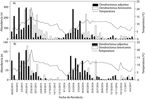 Fluctuaci&oacute;n poblacional total de Dendroctonus adjunctus y D. brevicomis por fecha de colecta y su relaci&oacute;n con temperatura promedio en los transectos A (A) y B (B) en Santa Rita, Arteaga Coahuila, M&eacute;xico. Nota: en el eje &ldquo;Y&rdquo; se representa la abundancia total registrada en todas las altitudes en cada fecha de colecta. La temperatura es el promedio aritm&eacute;tico de todos los datos registrados por los sensores en todas las altitudes durante el periodo de una fecha de colecta a la siguiente, en cada transecto.