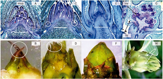 Microfotografías y fotografías de yemas de mango ‘Ataulfo’ durante la diferenciación floral. Estadio 1. Corte anatómico del meristemo vegetativo apical (mva) (A) y apariencia externa (B). Estadio 2. Corte anatómico de iniciación floral (C) y su apariencia externa (D). Estadio 3. Yema determinada (E) y su apariencia externa (F). Estadio 4. Yema diferenciada (G) y su aspecto externo previo a la emergencia de la inflorescencia (in) (H).